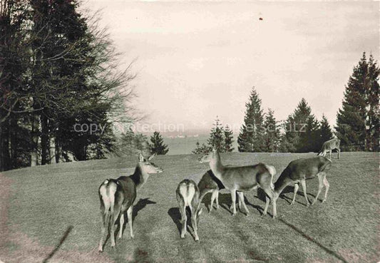 74017369 Hirsch Stag Deer Cerf Ciervo-- St. Gallen Wildpark Peter Paul