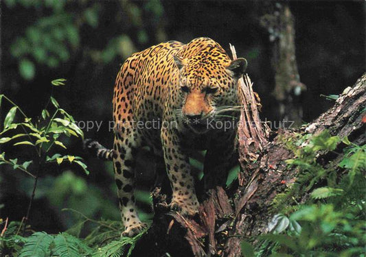 74017372 TIERE Animals Animaux Animales Animali-- Jaguar Panthera WWF Latein Ame