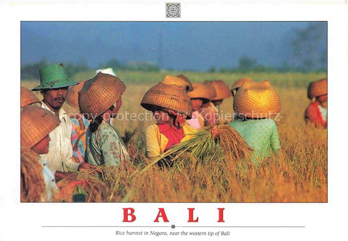 74010051 Bali  Indonesia Rice harvest in Negara