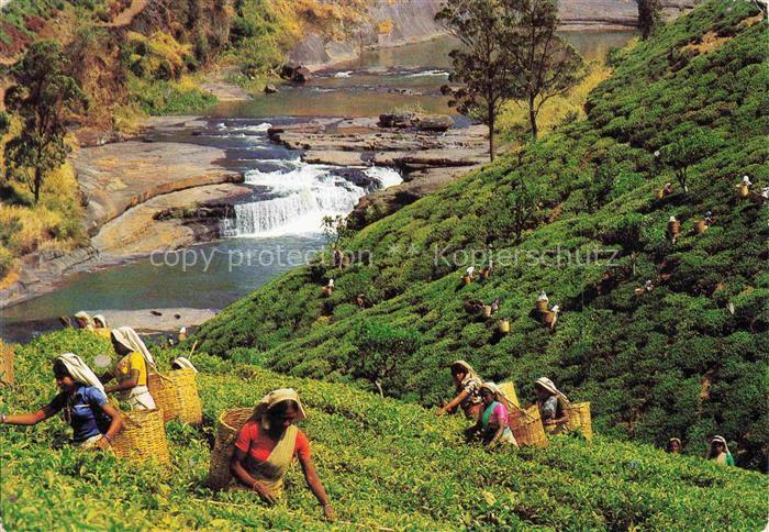 74010334 SRI LANKA Ceylon Tea Pluckers