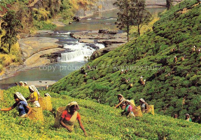 74012411 SRI LANKA Ceylon Tea Plantation with Tea Pluckers