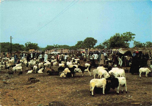 74013191 Conakry Konakry Guinea Marché aux moutons