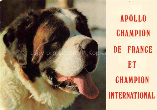 74021789 Hunde dogs chiens Apollo de elevage du Petit St. Bernard Champion Franc