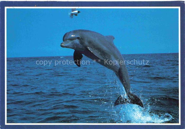 74022992 Delphine Dolphins Dauphins Delfines