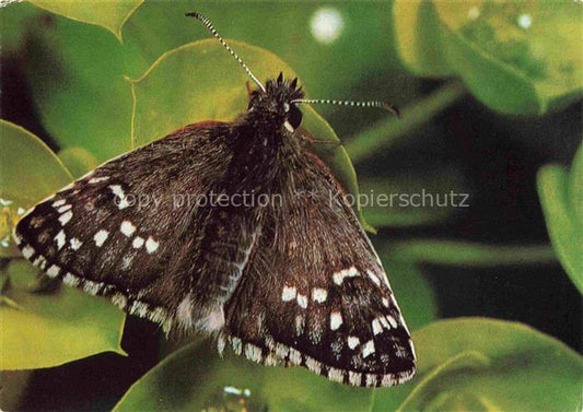 74023287 Schmetterlinge Dikkopvlinder Skipper