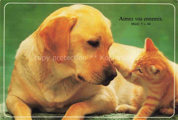 74023295 Hunde dogs chiens Aimez vos ennemis Katze