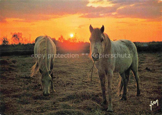 74023300 PFERDE Horses Cheval France Coucher de soleil Camargue