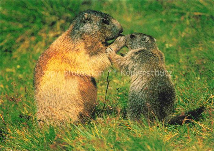 74023304 Murmeltier Marmots