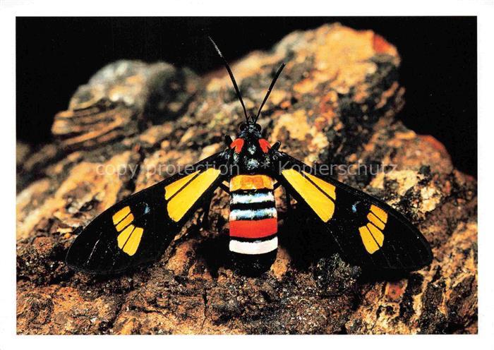 74023305 Schmetterlinge Papillon de nuit Gabon