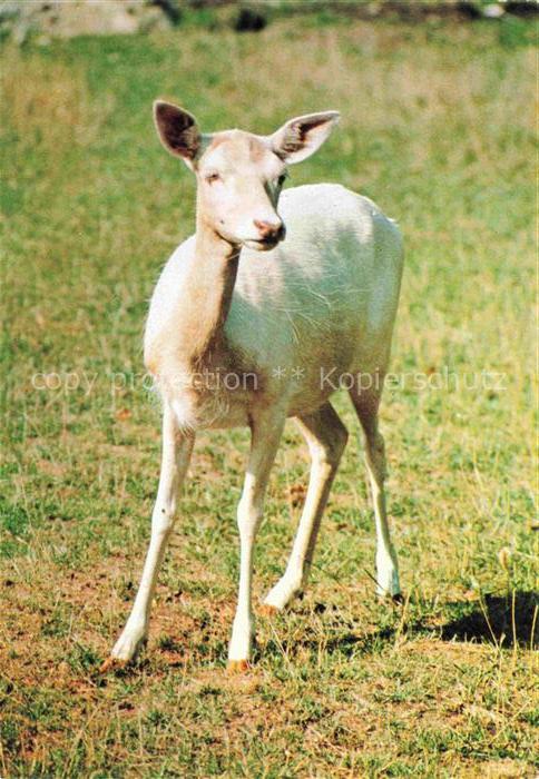 74023309 Rehe Roe Deer Chevreuil Corzo-- Daim Blanc Weiss