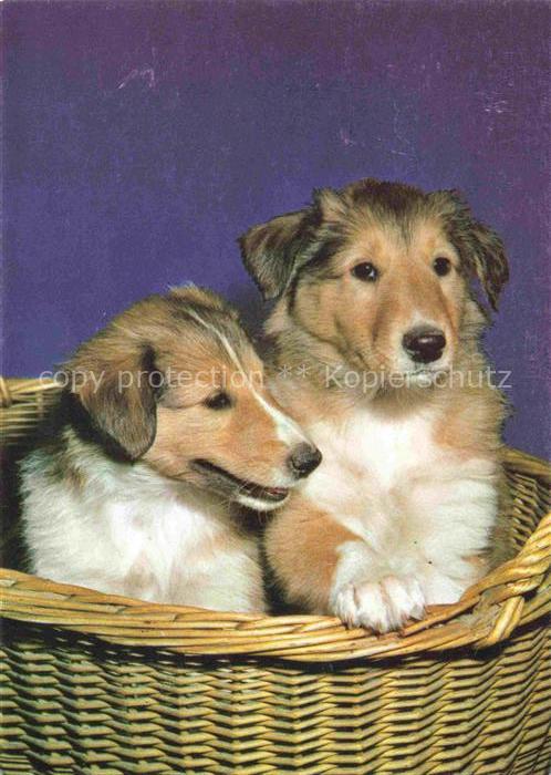 74023546 Hunde dogs chiens baby Collie