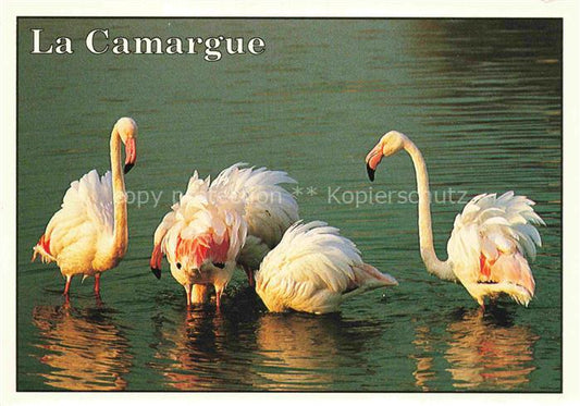 74023547 Flamingo La Camargue