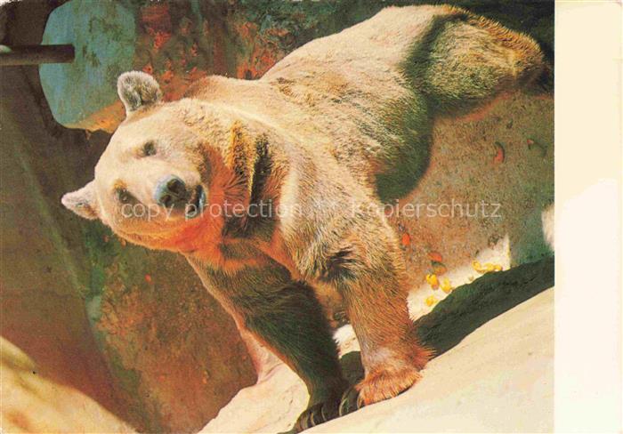 74023550 Baer  Ours Orso Tiere Braun Syrian