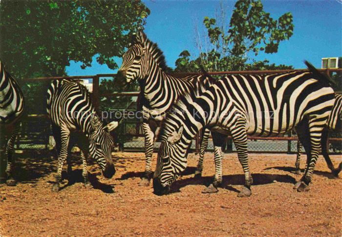 74023551 Zebras Zebre Cebra-- Grants Eunus Guagga Granti