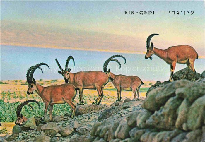 74023553 Gemsen Steinbock Capricorn Capricorne Capricornio-- Ein Gedi Nibian Ibe