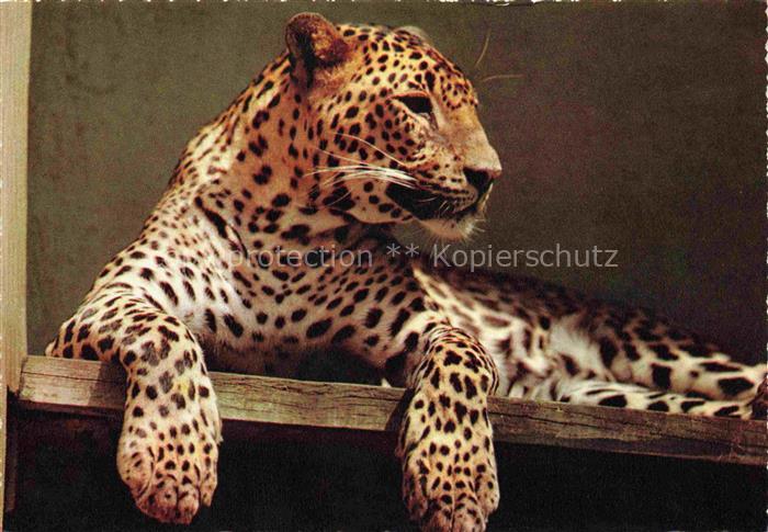 74023558 TIERE Animals Animaux Animales Animali-- Leopard