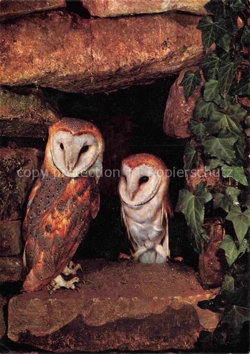 74023574 Eule Owl Hibou Chouette-- Schleiereuoeen Hibous Barn owls