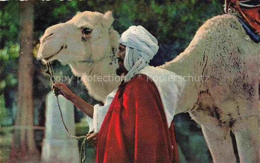 74014166 Kamele  Camel Chameau-- chamelier Maroc Marokko l'afrique du Nord