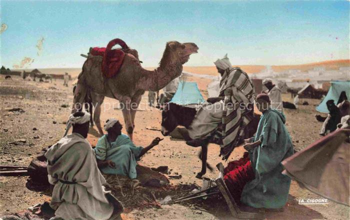 74014167 Kamele  Camel Chameau-- cigogne Wueste Maroc Marokko Casablanca