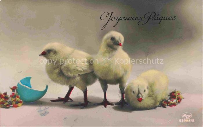 74019955 Foto Amag Nr. 63963/2 Ostern Easter Paques Pasqua Kueken Ei Schweiz