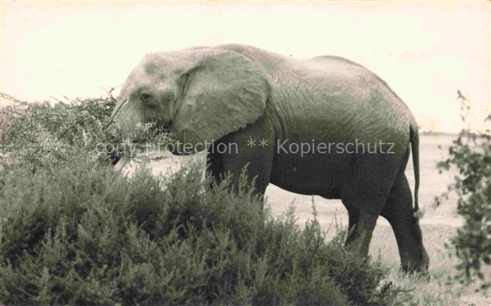 74020704 Elefant