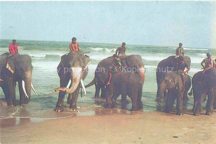 74020927 Elefant Srie Lanka Meer Baden