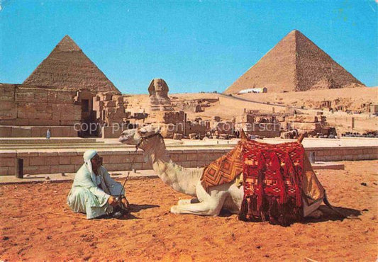 74020931 Kamele  Camel Chameau-- Egypt Giza Pyramid