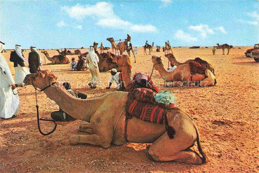 74020941 Kamele  Camel Chameau-- Wueste