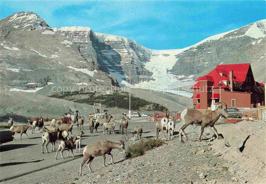 74021425 Ziege Goat Chevre-- Wildlife Canada Rockies