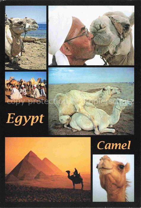 74021433 Kamele  Camel Chameau-- Egypten Red Sea