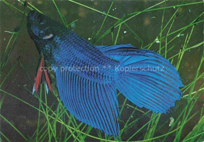 74021452 Fische Fish Poissons Peces Pesci-- Combattant Bleu