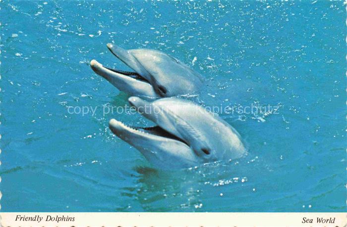 74021453 Delphine Dolphins Dauphins Delfines Sea World Orlando San Diego