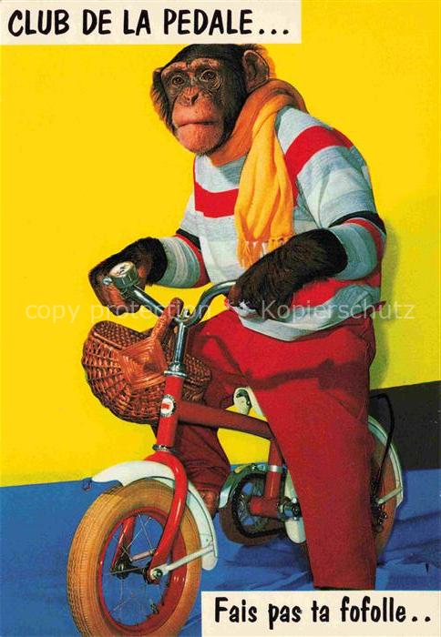 74021969 Affen Fahrrad Chimpanzee