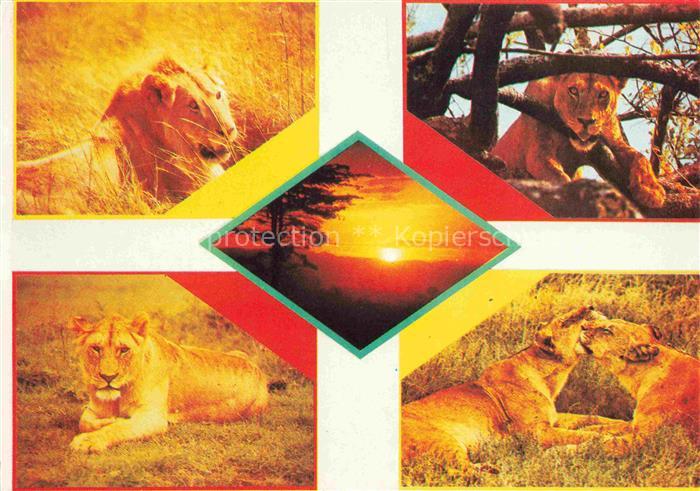 74022536 Loewe Lion-- East Africa