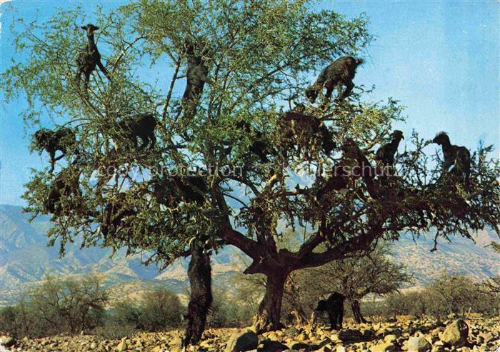 74022539 Ziege Goat Chevre-- Argan Baum Maroc Marokko