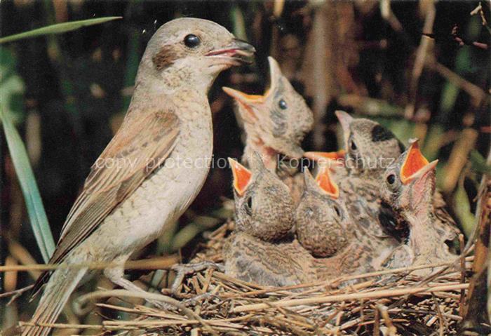 74023251 Voegel Birds Oiseaux les pies grièches Haut Rhin