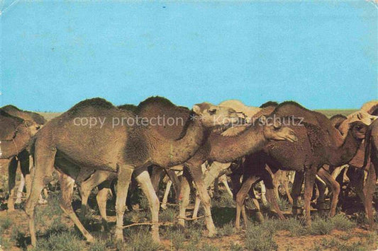 74023258 Kamele  Camel Chameau-- Sud Tunisien Caravane