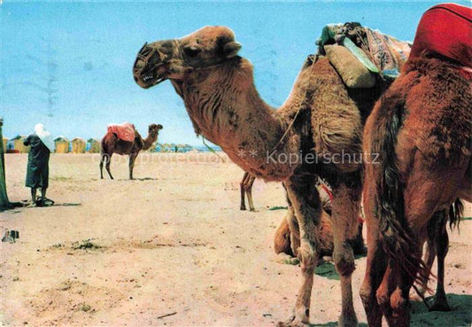 74023260 Kamele  Camel Chameau-- Nabeul Plage Tunisien