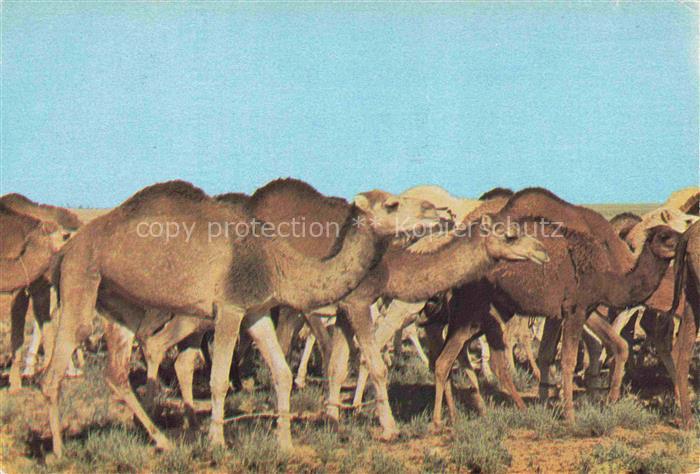 74023262 Kamele  Camel Chameau-- Sud Tunisien Caravane