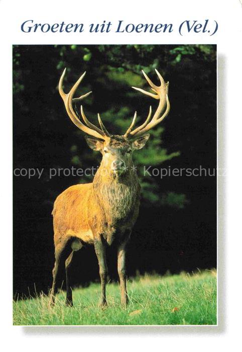 74023263 Hirsch Stag Deer Cerf Ciervo-- Loenen Niederlande