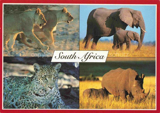 74023269 TIERE Animals Animaux Animales Animali-- Loewen Elafanten South Africa