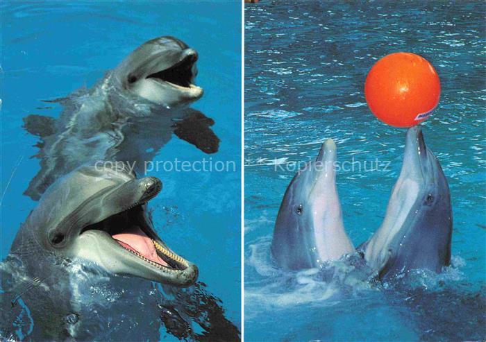 74024104 Delfine Delphine Dolphins Dauphins Delfines Knies Kinderzoo Rapperswil