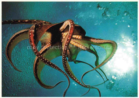 74024105 Fische Fish Poissons Peces Pesci-- Kraken Octopus