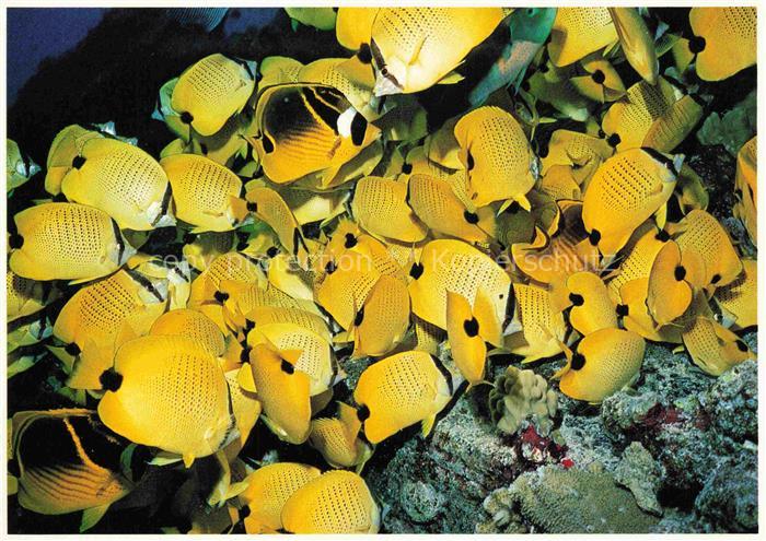 74024106 Fische Fish Poissons Peces Pesci-- Lemon Butterflys