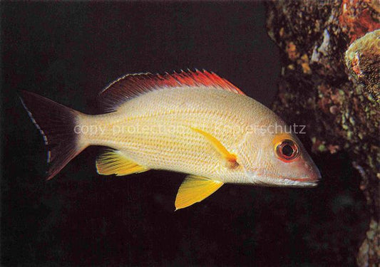 74024108 Fische Fish Poissons Peces Pesci-- Lutjanus pulvus Gelber Schnapper