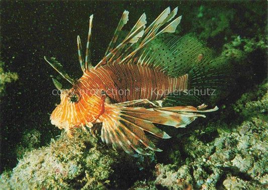 74024109 Fische Fish Poissons Peces Pesci-- Maldives Lion Totfeuerfisch