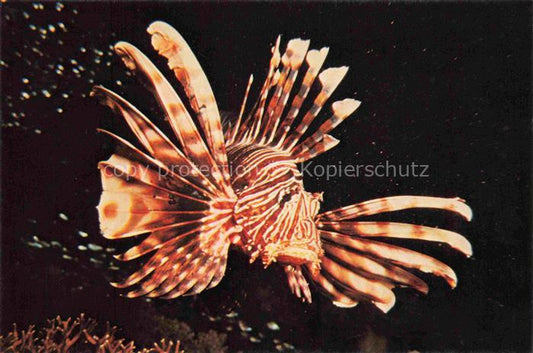 74024111 Fische Fish Poissons Peces Pesci-- Maldives Marine Life Scorpion