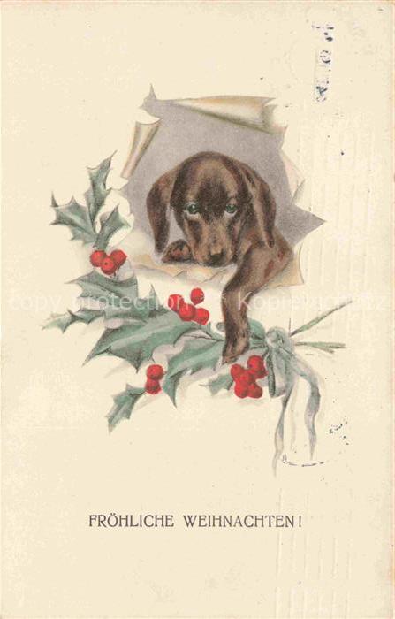 74027758 Dackel Dachshund Teckel Hunde dogs Chiens Cani Weihnachten