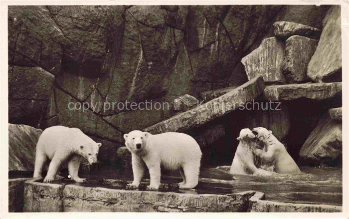 74028859 Zoo Gardin Zoologique-- Carl Hagenbecks Altona Stellingen Hamburg Nordl