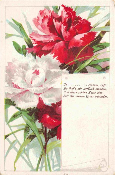 74029539 Nelken Carnations Oeillets Claveles Garofani-- Rot Weis